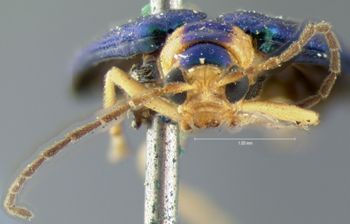 Media type: image; Entomology 18299   Aspect: head frontal view